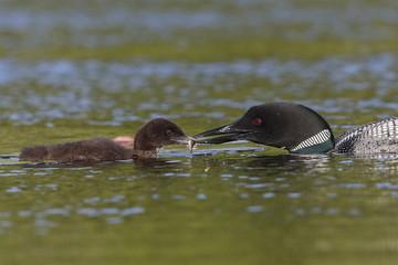 Common Loon feeding a freshly caught fish to its chick