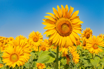 Sonnenblume
