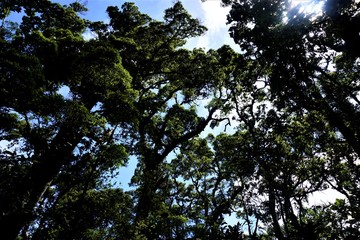 Trees and sky in the Los Quetzales National Park
