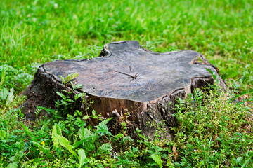 Stump of sawn tree in the grass