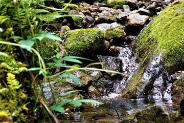 Tranquil stream in the Los Quetzales National Park