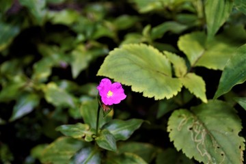 Beautiful pink blossom spotted in Los Quetzales National Park