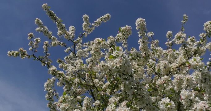 Branch of Apple Tree in Flowers on Blue Sky Background, Normandy, Real Time 4K