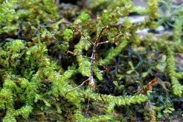 Yellow and brown stick insect spotted in Los Quetzales