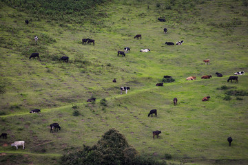 The cows graze in green field