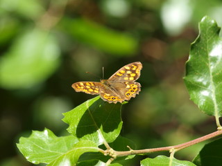 mariposa sobre hoja de quejigo