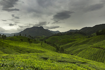 Obraz premium Tea Plantation Landscape - Awesome Landscape with sky clouds