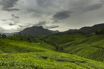 Tea Plantation Landscape - Awesome Landscape with sky clouds