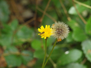 avispa y diente de leon 