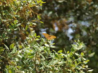 mariposa sobre encina