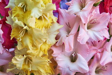 Yellow, pink and red gladioluses