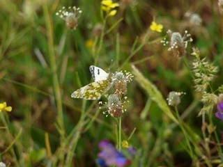 mariposa verde y blanca sobre flores silvestres