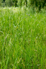 Obraz premium Green grass texture 