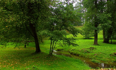 Fototapeta na wymiar Summer forest with creek background