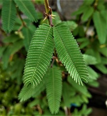 Mimosa Spegazzinii, Mimose