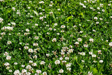Obraz na płótnie Canvas Green plants spring background 