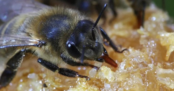 European Honey Bee, apis mellifera, Bee licking Honey, Normandy, Real Time 4K