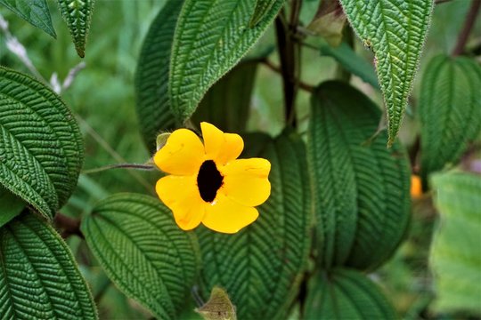 Black-eyed Susan blossom spotted in La Savegre