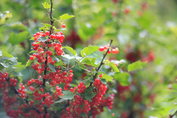 ripe redcurrant fruits in the garden.