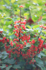 ripe redcurrant fruits in the garden.