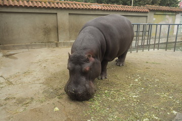 hippo in the zoo