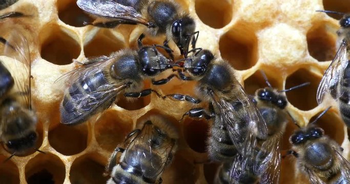  European Honey Bee, apis mellifera, Bees on a males brood, Bee Hive in Normandy, Real Time 4K