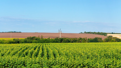 Fototapeta na wymiar agriculture view from far away / fields of Ukraine beautiful summer Sunny day