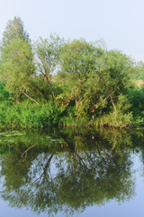 Fototapeta na wymiar willow bush on river coast, stock photo image
