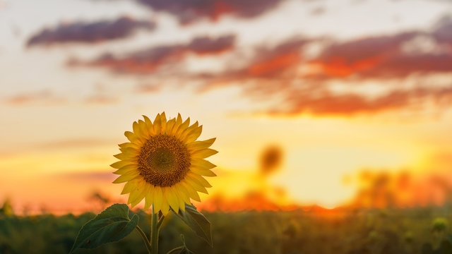 sunflower at sunset / bright sunflower on Vaughan of a beautiful sunset