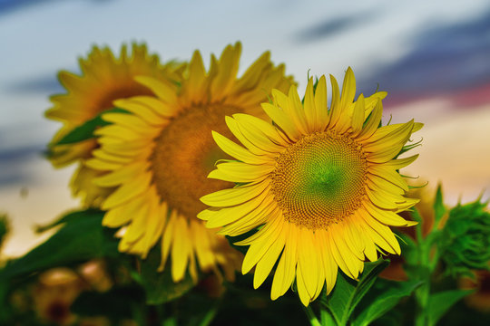 sunflower at sunset / bright sunflower on Vaughan of a beautiful sunset