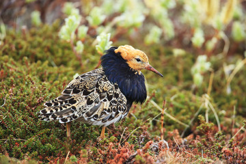 Ruuf male on Vedso island