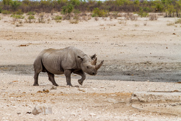 Obraz premium Black rhino bull at a waterhole in the western part of Etosha National Park in Namibia