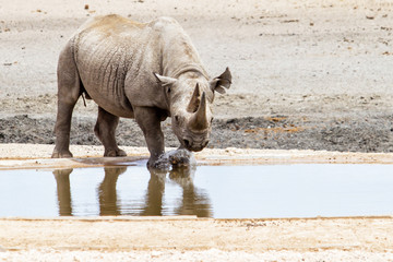 Fototapeta premium Black rhino bull at a waterhole in the western part of Etosha National Park in Namibia