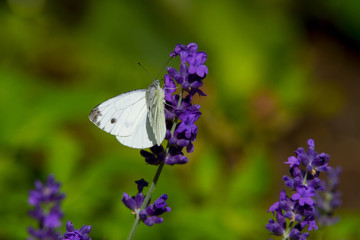 Large white butterfly on violet levander flower