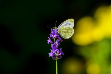 Large yellow butterfly on violet levander flower