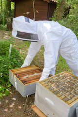 Beekeeper working on hive