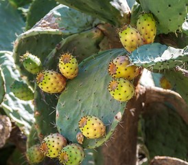 Medicinal plant. cactus (Opuntia) with edible, ripe fruits. close-up