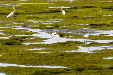 Egrets