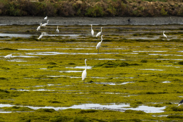 Egrets