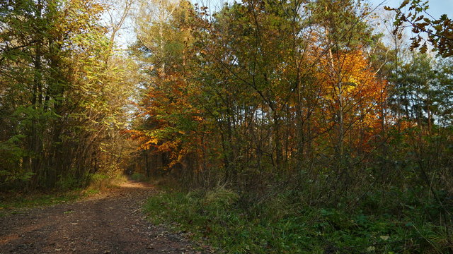 Jesienny las. Pogodny dzień października. Polska, Europa.
