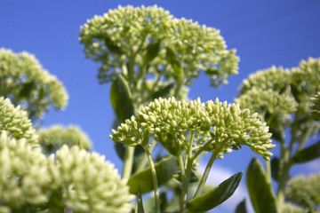 Young green growing bush of Sedum with bunches of buds against bright blue sky