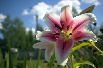 Romantic growing flower of white lilly with purple core and stamens against green vegetation and blue sky