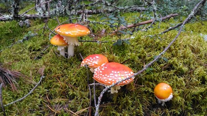 the nature of the Vologda region