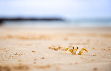 Little Crab