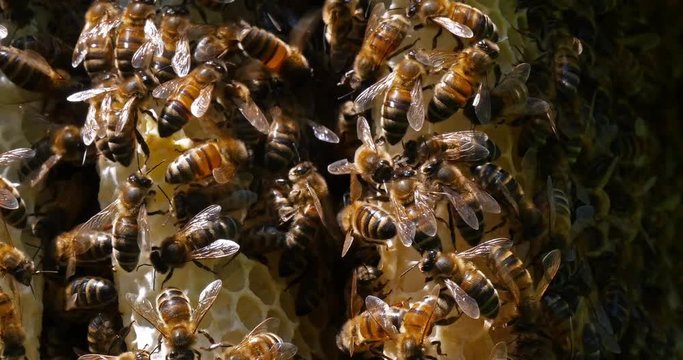 |European Honey Bee, apis mellifera, Bees on a wild Ray, Bees working on Alveolus, Wild Bee Hive in Normandy, Real Time 4K