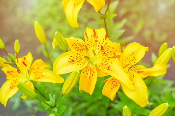 beautiful lilies blooming in the garden