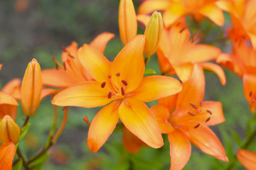 beautiful lilies blooming in the garden