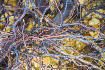 Tree roots very small