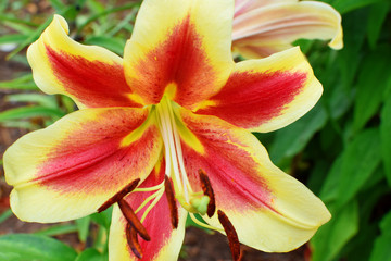 Yellow red lily flower blooming on green leaves background in summer garden closeup view.