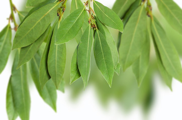 Green Laurel branches